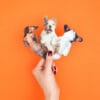 78485 Dog Nail Files In Hand Orange Background Square 100x100