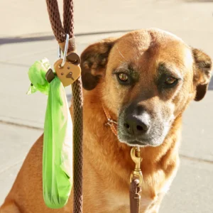 Kobe Köpek Işığı LED