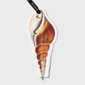 IF Eclectionery Shell Flat Kalem Ayraç