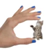 Fun Action Cat Magnets 742502 100x100