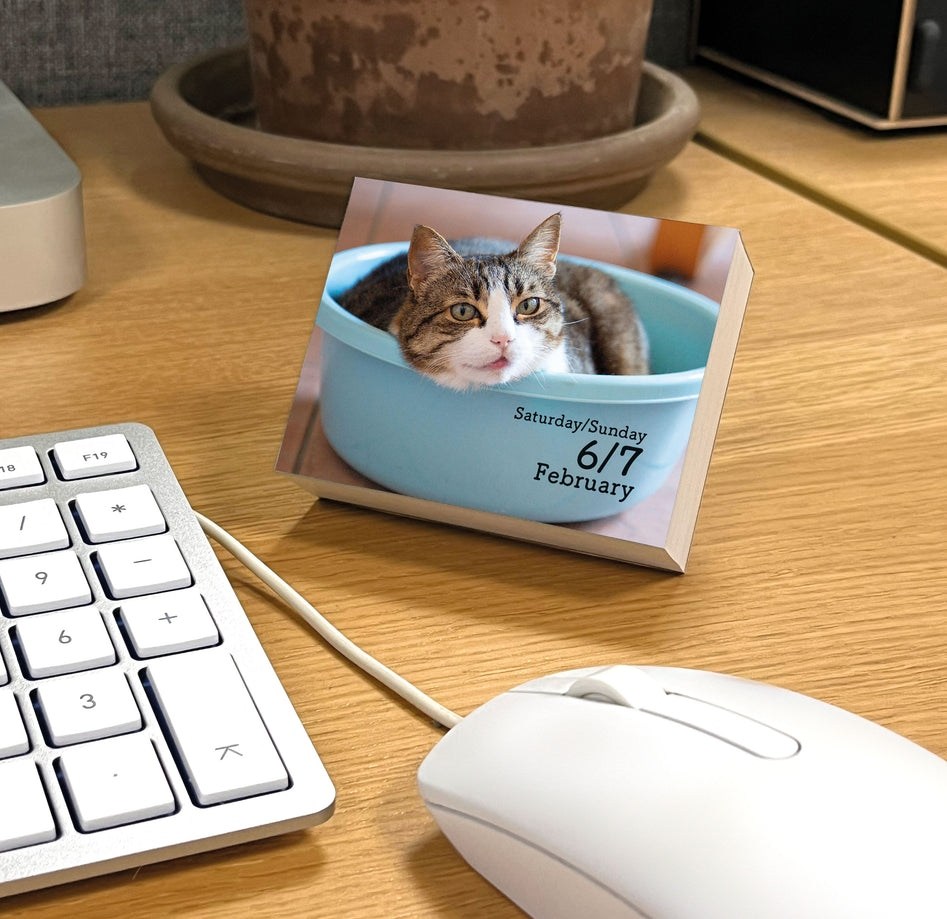 Carousel Calendars Cats 2027 Mini Günlük Masa Takvimi